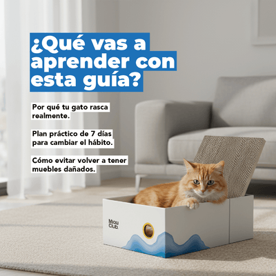 La guía definitiva para que tu gato deje de dañar tus muebles | Método MIAU - Miau Club