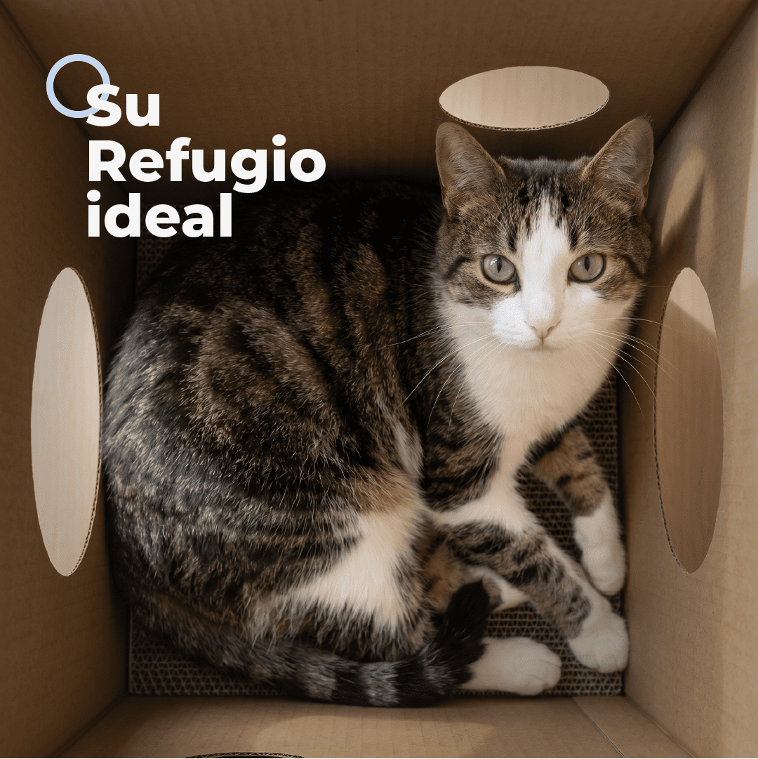 Casita Miau - Su refugio ideal - Miau Club