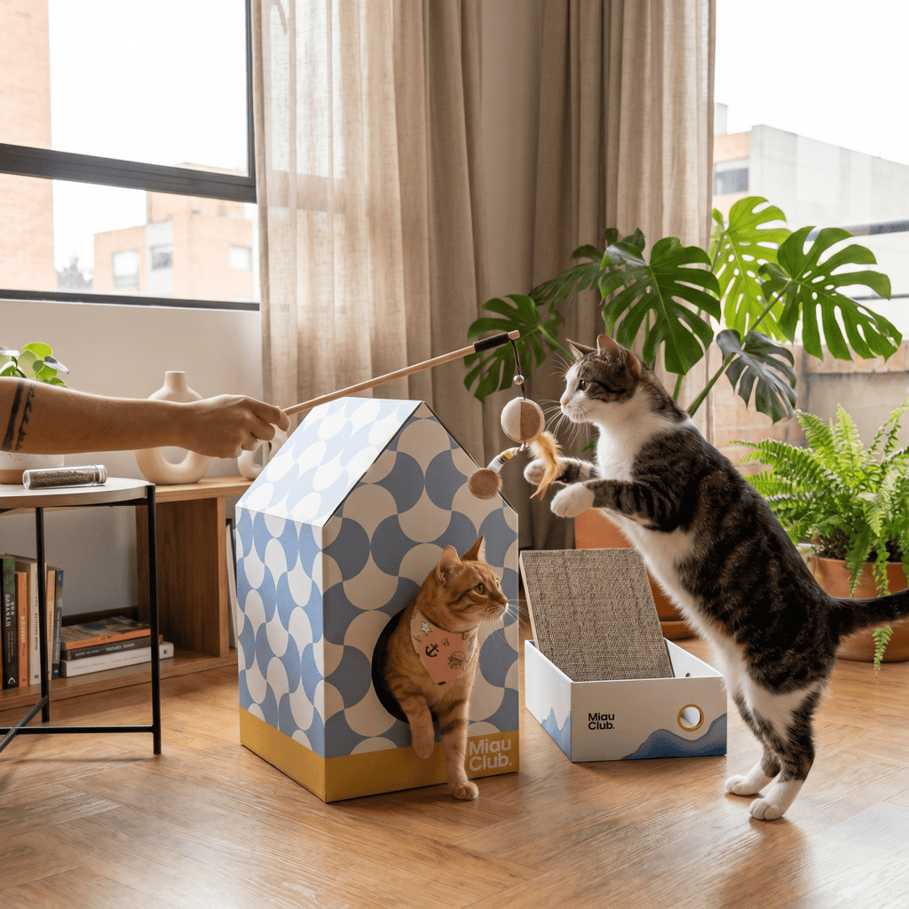 Combo Kit Completo Miau | El regalo más completo para un gato - Miau Club